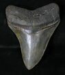 Serrated Megalodon Tooth - River in Georgia #18919-1